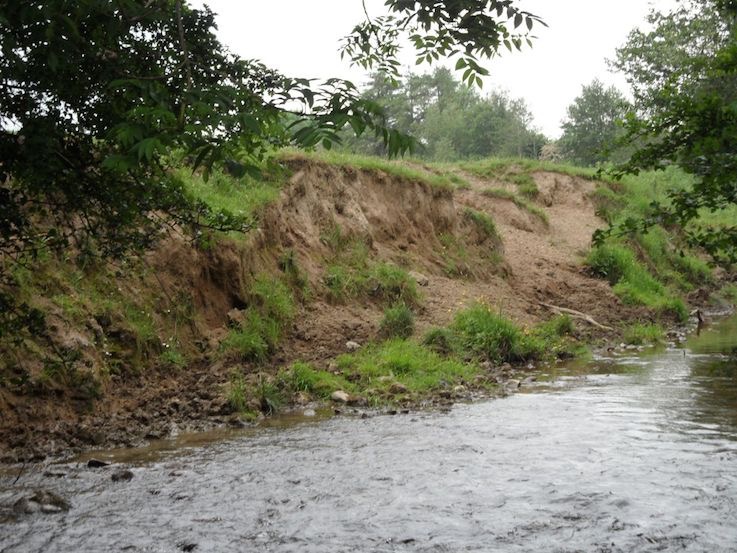 Bank erosion caused by animals