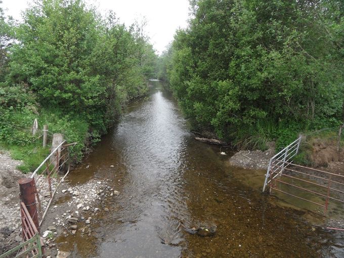 cattle crossing through river