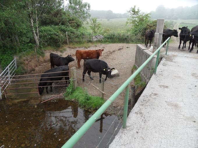 cattle damage & silt