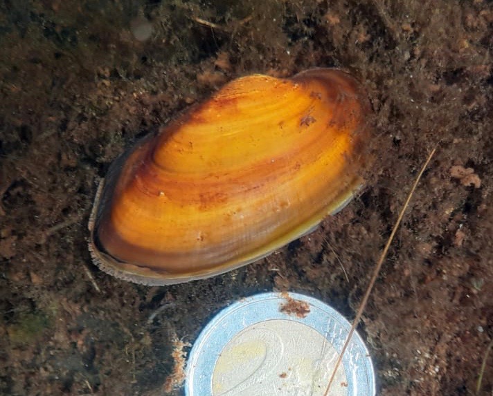 Juvenile mussels Owenriff 3