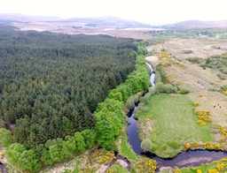 Forestry beside river