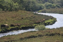 Grazing on river_banks erosion