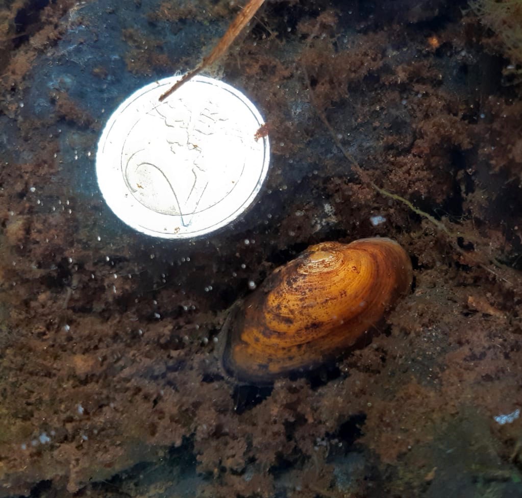 Juvenile mussels Owenriff 1