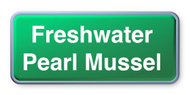 Poplink Freshwater Pearl Mussel