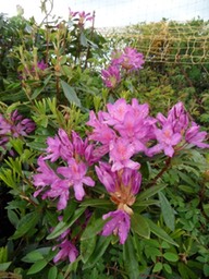 Rhododendron on river