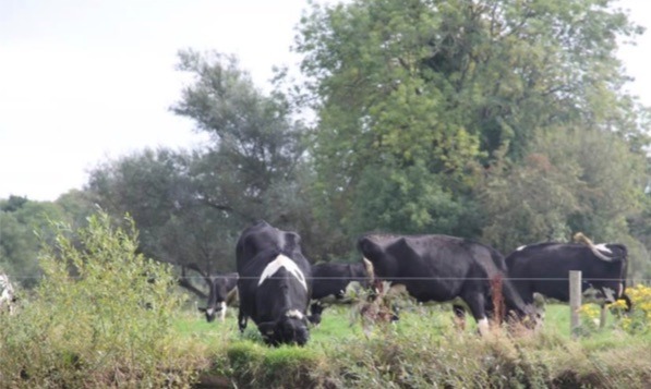   Single strand fencing allows cattle to reach beyond the fence line to graze Duhallow LIFE